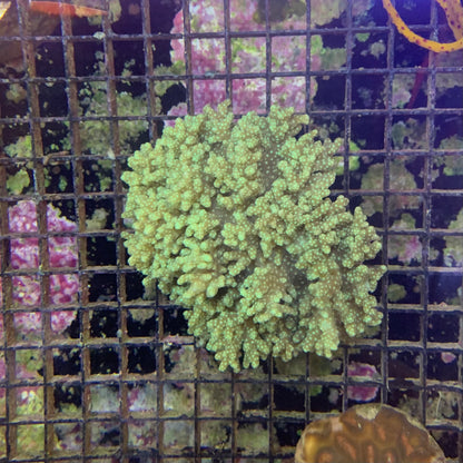 Fiji - Leather Finger Green