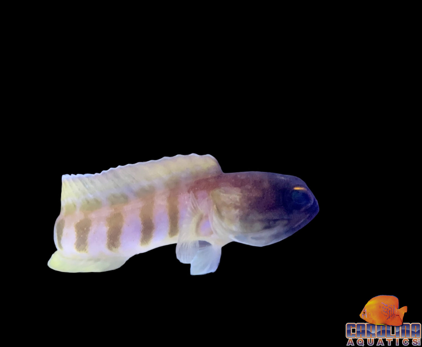 Jawfish - Tiger