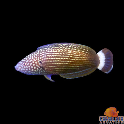 Wrasse - Tamarin Lined