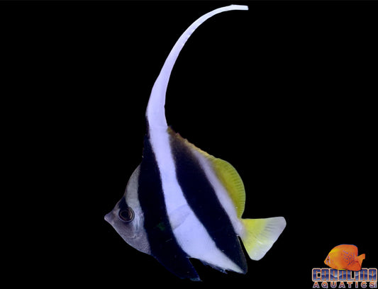 Butterfly - Heniochus Black & White Lg