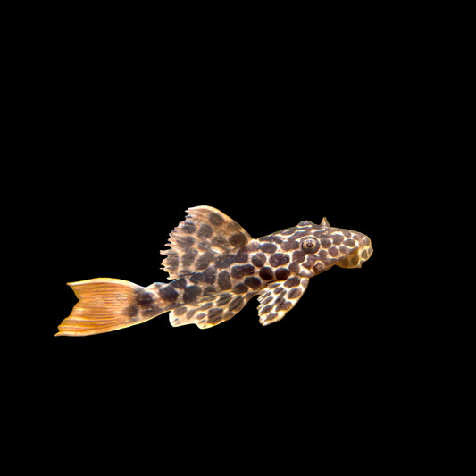 Pleco - Leopard Cactus L-114 2-2.5in