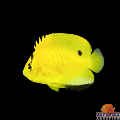 Angel - Flagfin Juv