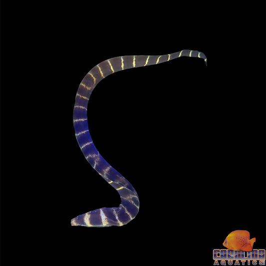 Eel - Barred Moray