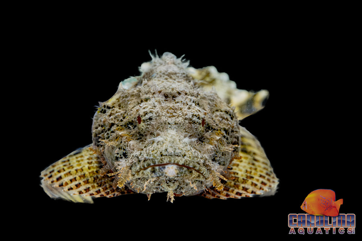 Scorpionfish - Spotted Jumbo