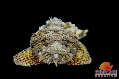 Scorpionfish - Spotted Jumbo