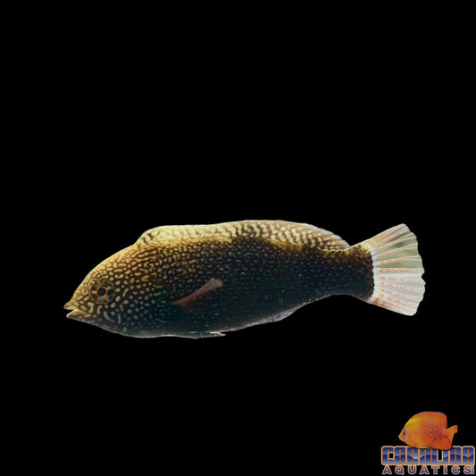 Wrasse - Leopard Black