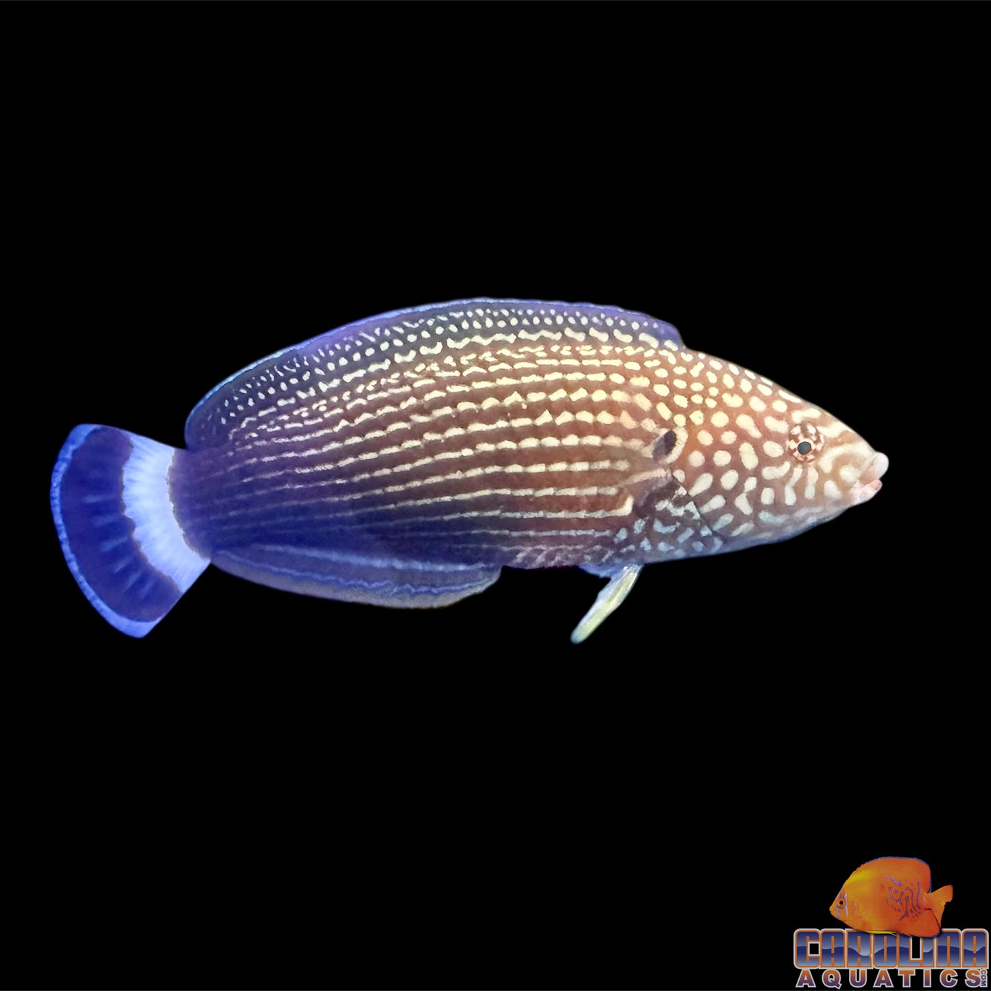 Wrasse - Tamarin Lined