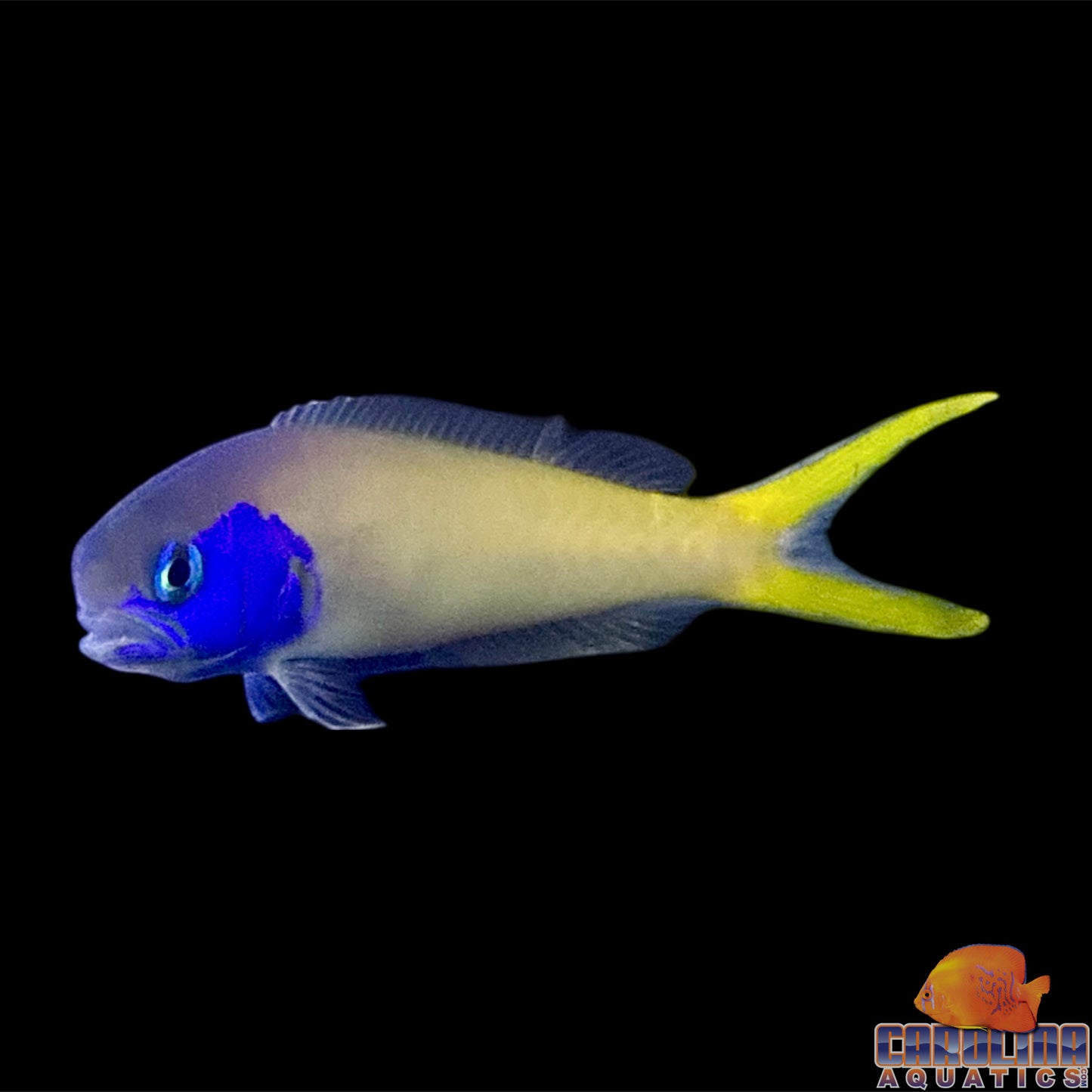 Tilefish - Starck's
