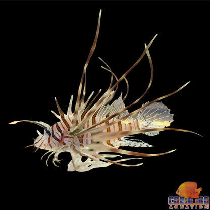 Lionfish - Volitan Sm