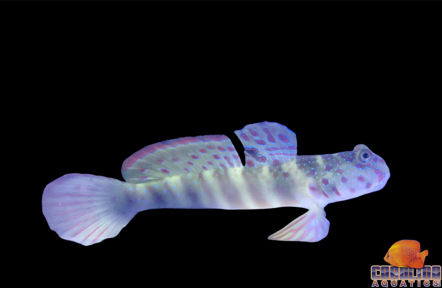 Goby - Watchman Pink/Blue