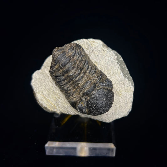 Metacanthian Trilobite in Matrix