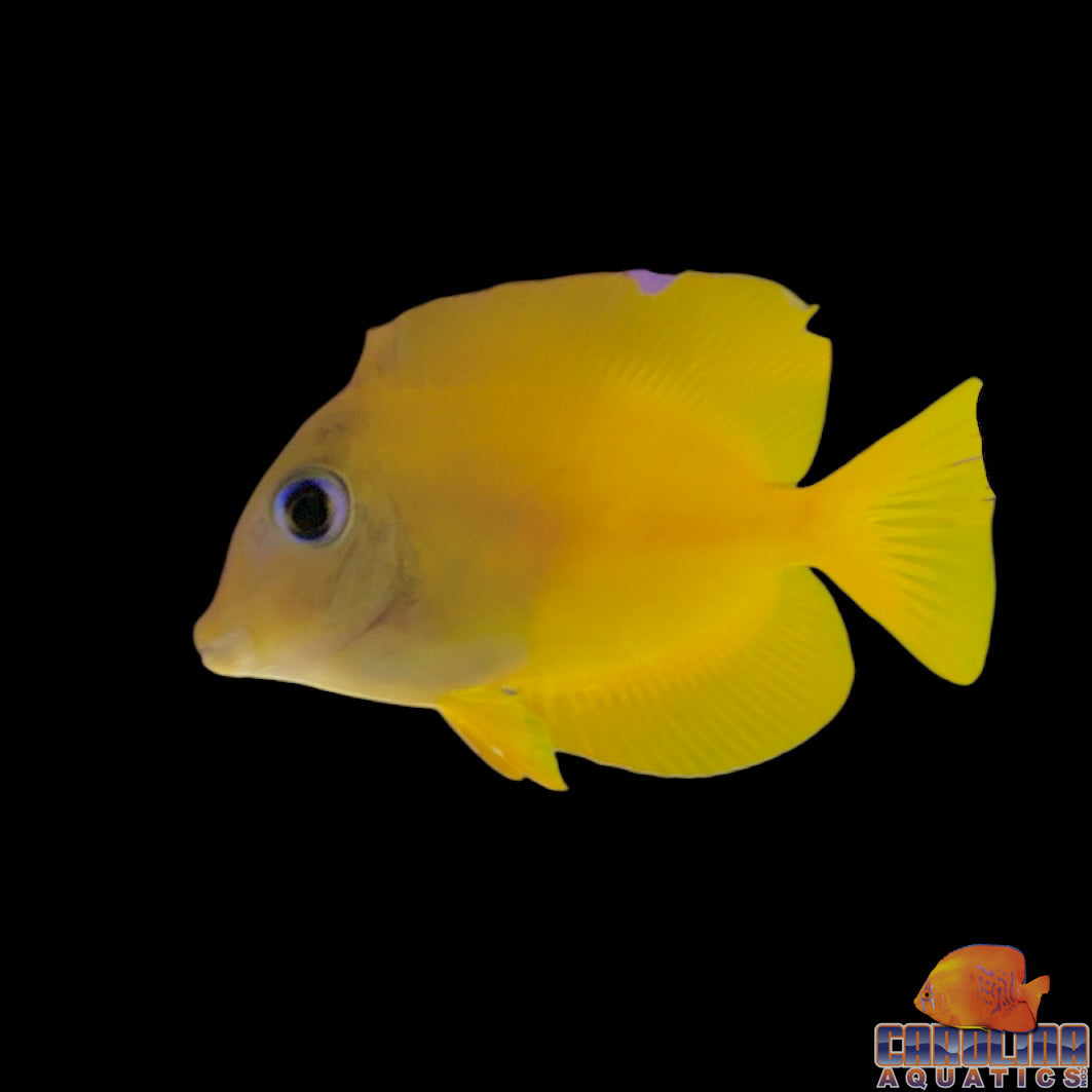 Tang - Bristletooth Squaretail Juv