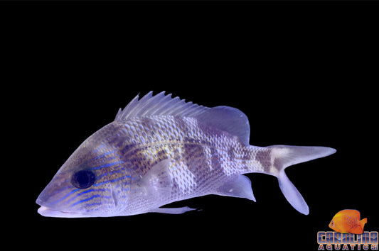 Grunt - Blue Stripe