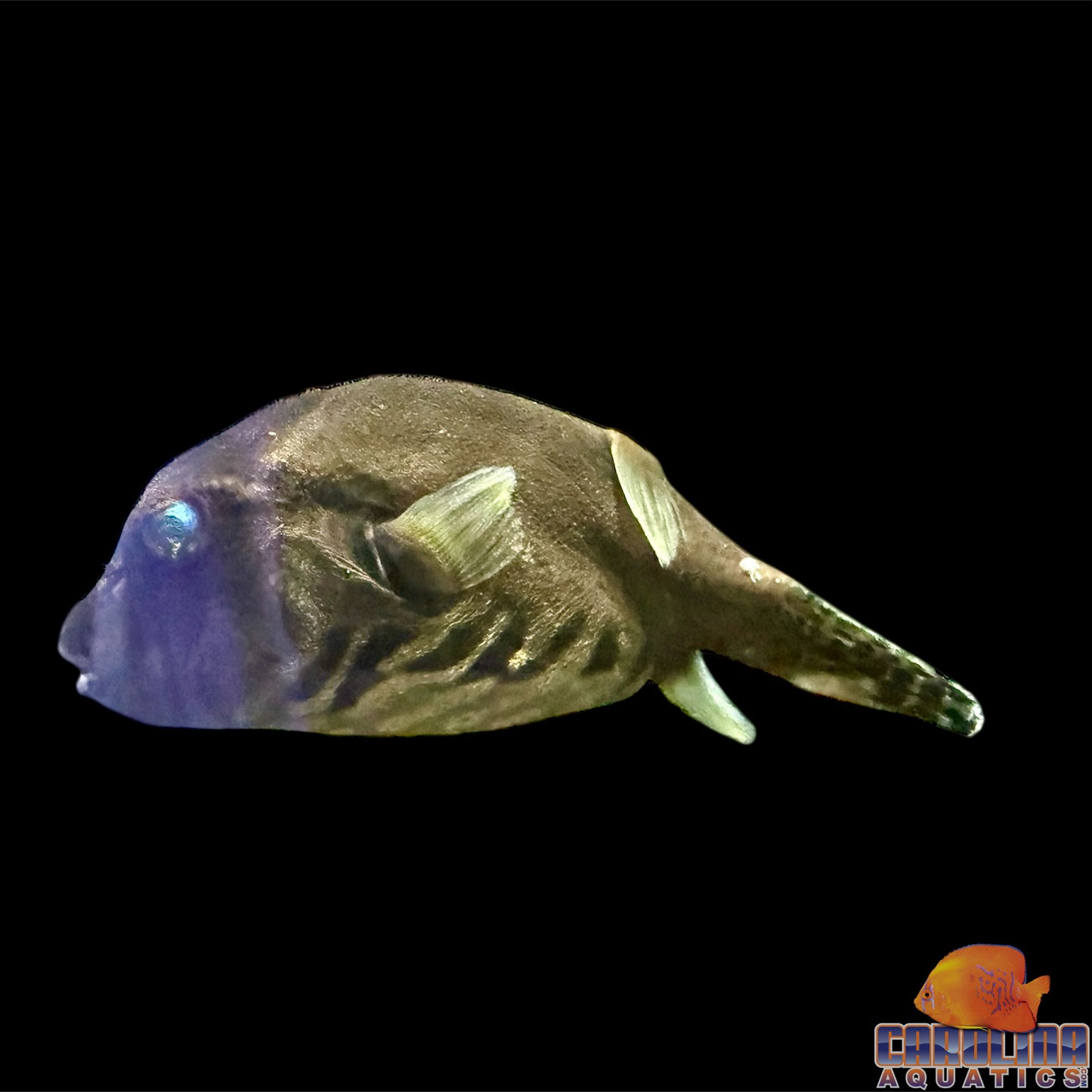 Puffer - Dogface Starry Med/Lg