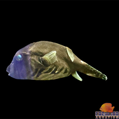 Puffer - Dogface Starry Med/Lg