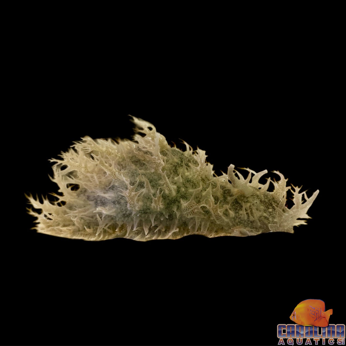 Sea Hare - Shaggy