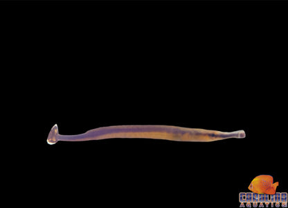 Pipefish - Blueline