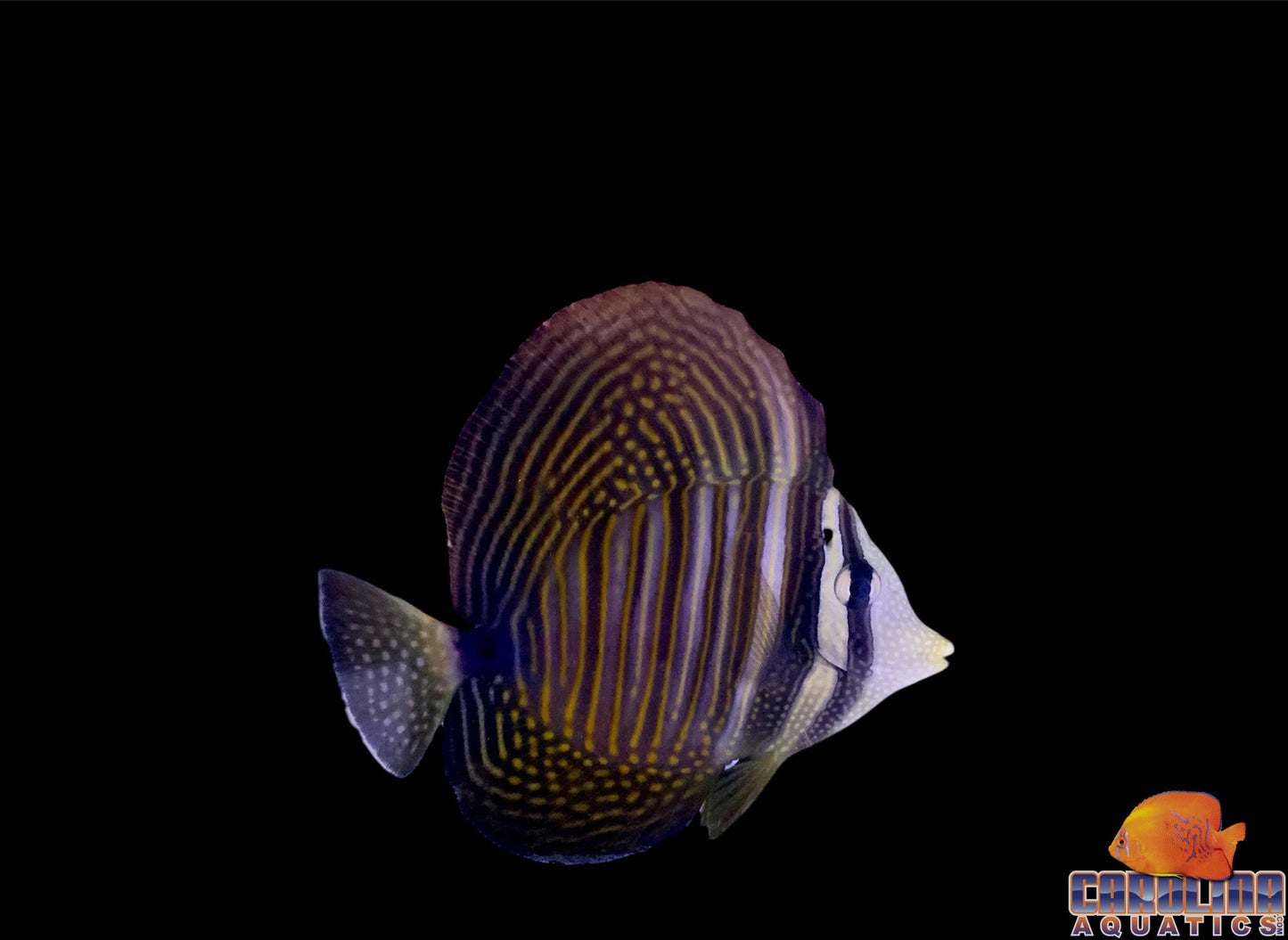 Tang - Sailfin Dejardini Sm