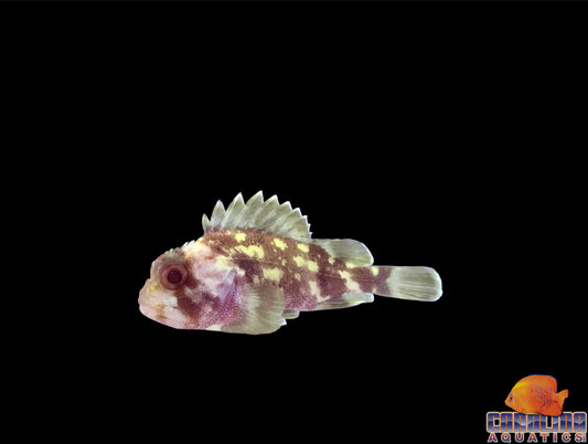 Scorpionfish - Yellow Spotted