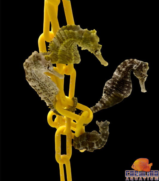 Seahorse - Lined Wild Lg