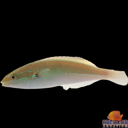 Wrasse - Red Shoulder