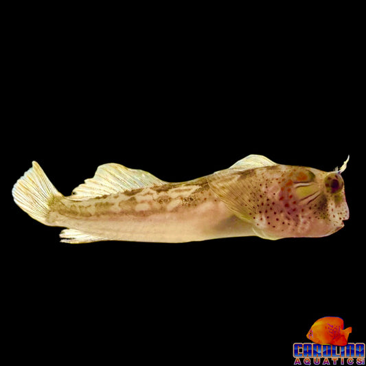 Blenny - Panama Barnaclebill