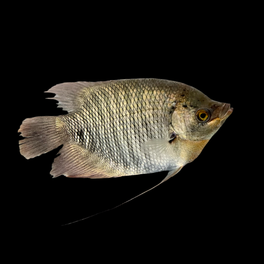 Gourami - Giant Elephant Ear 5-6in