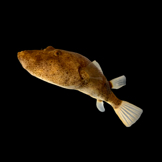Misc - Puffer Congo (Potato) XSml