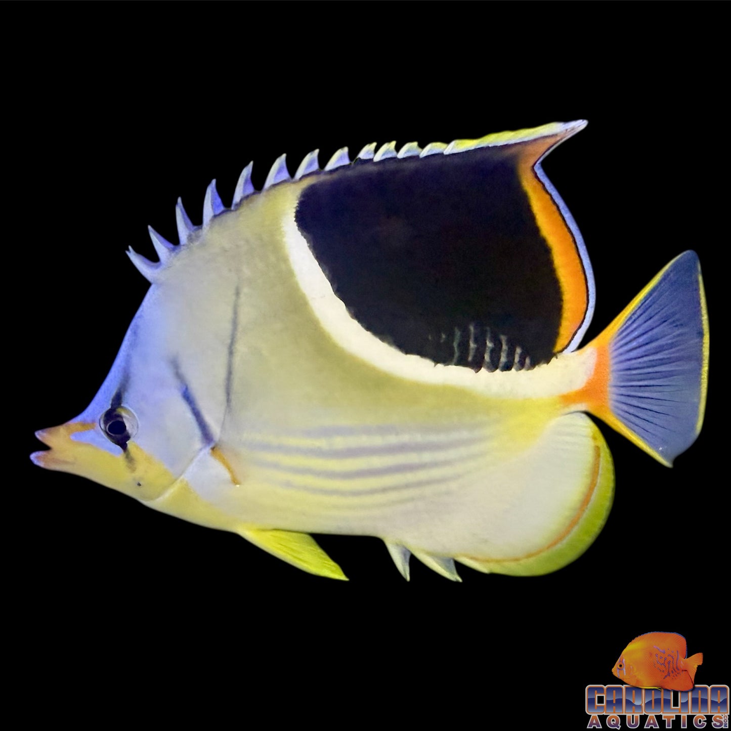 Butterfly - Saddleback XL