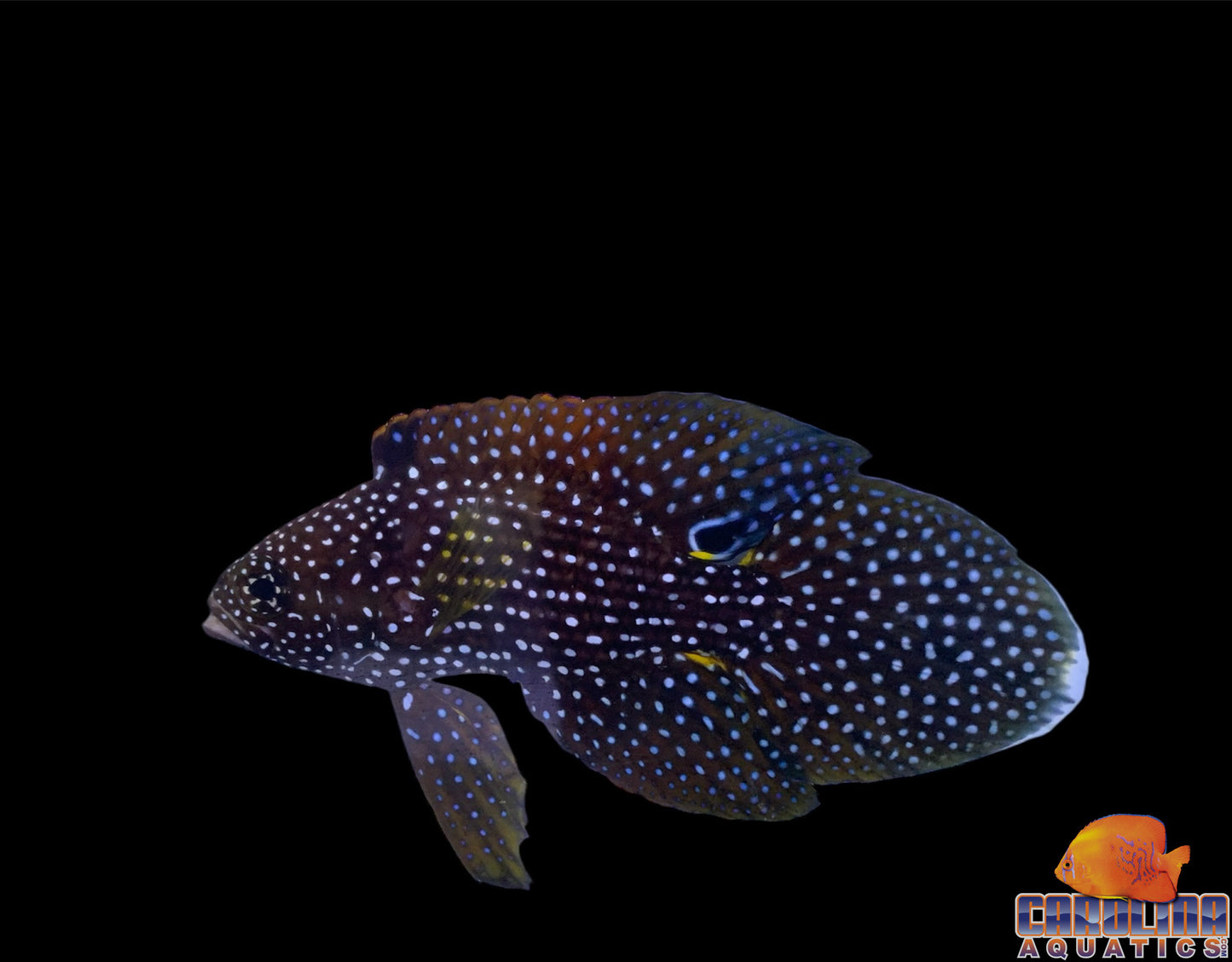 Grouper- Marine Betta Male