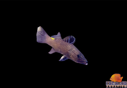 Soapfish - Arrowhead