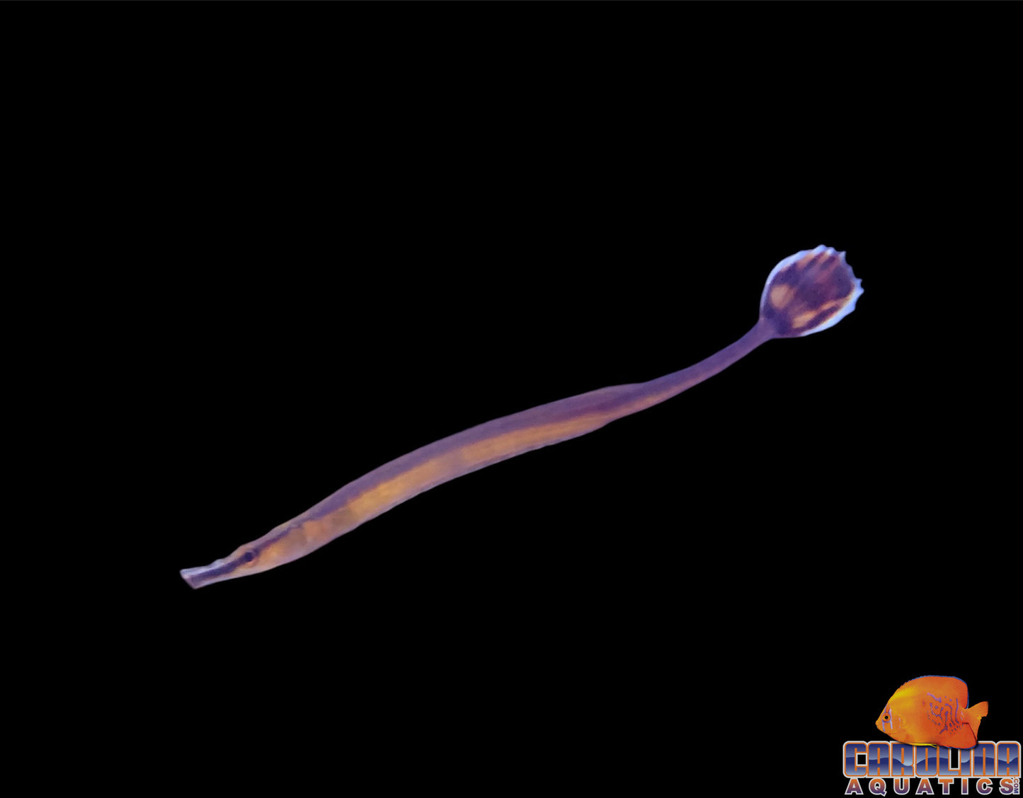 Pipefish - Blueline