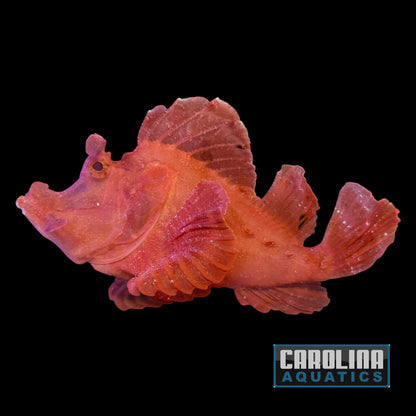 Scorpionfish - Goose XL WYSIWYG #2