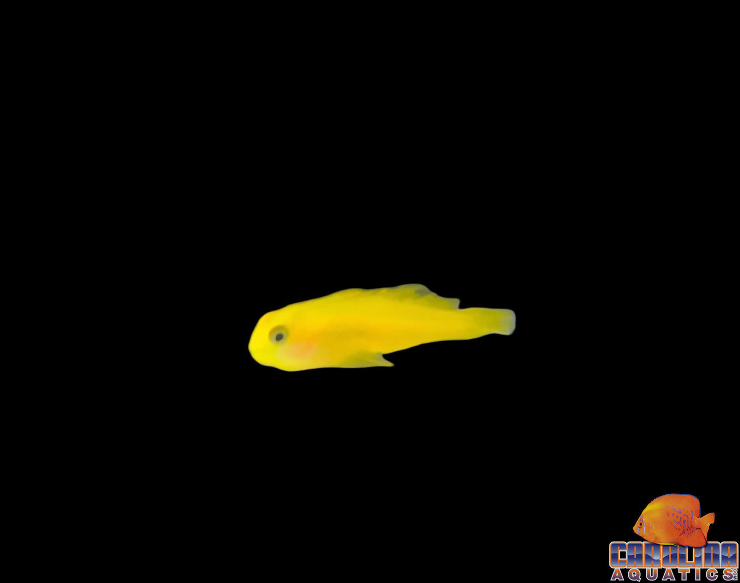 Goby - Clown Yellow