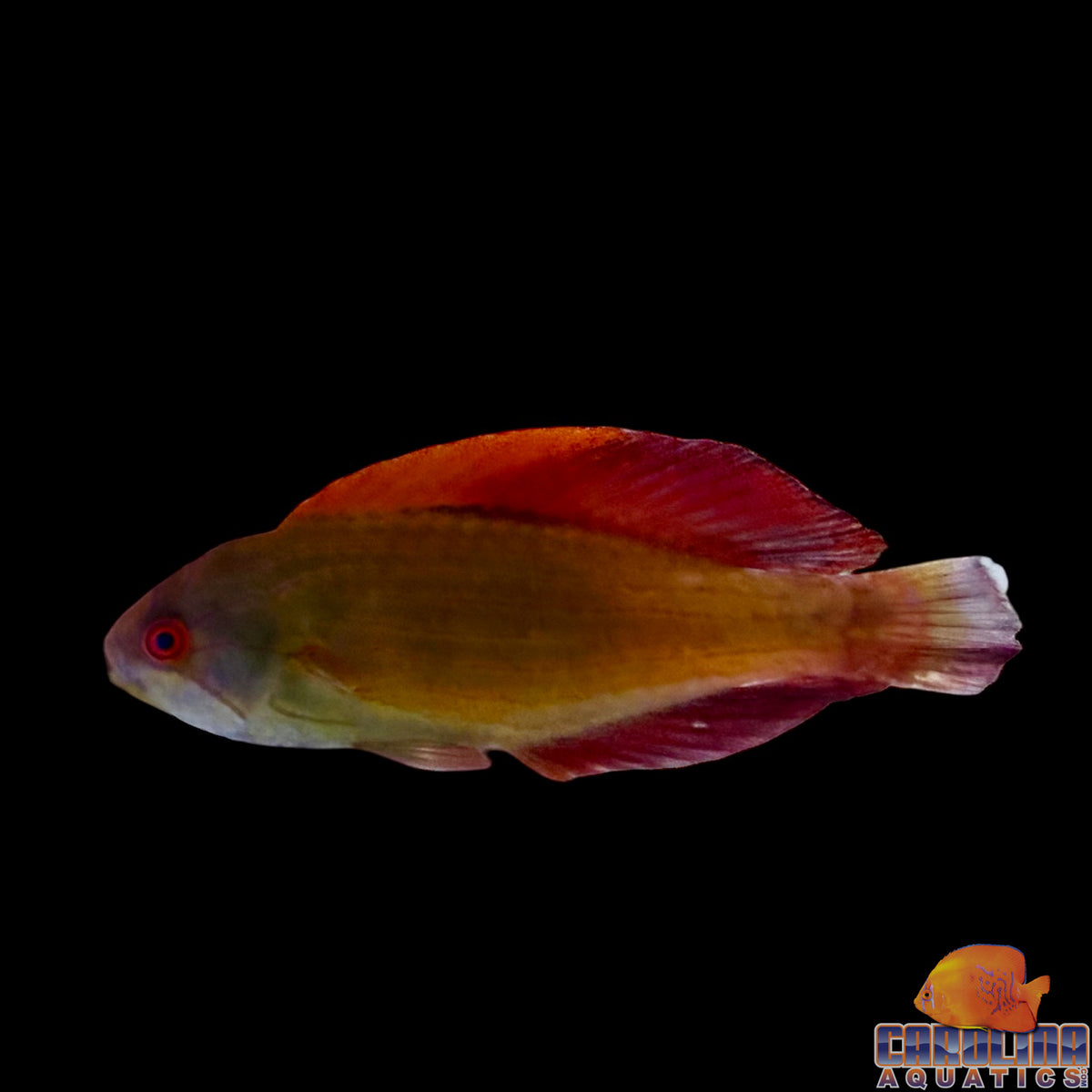 Wrasse - Eight Line Flasher