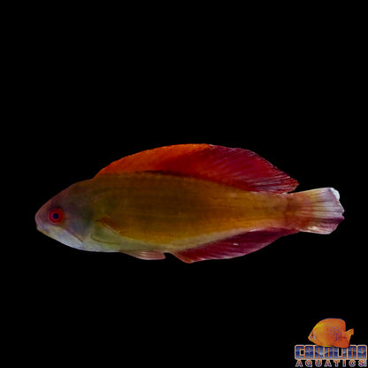Wrasse - Eight Line Flasher