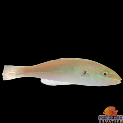 Wrasse - Red Shoulder