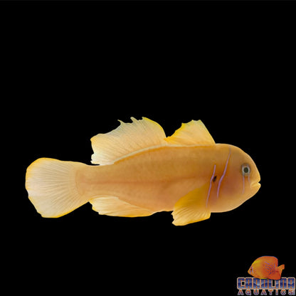 Goby - Citron Sm