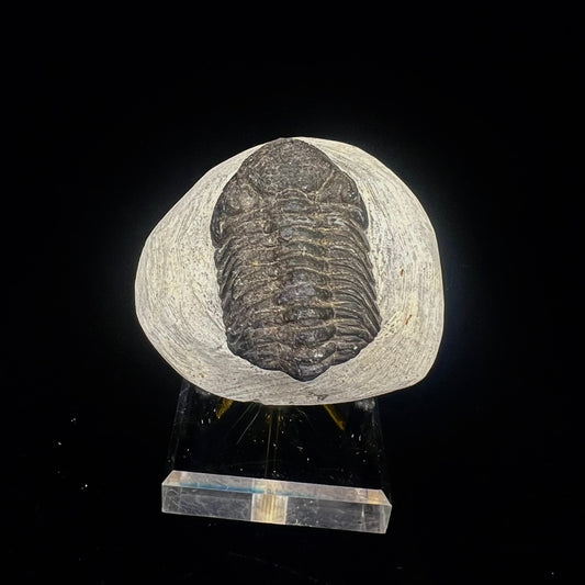 Metacanthian Trilobite in Matrix