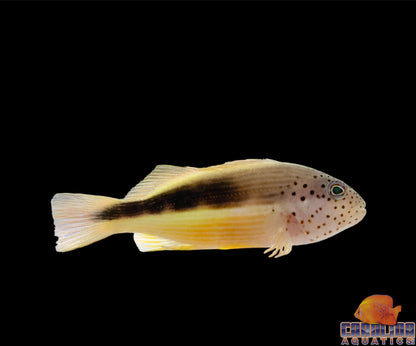Hawkfish - Black Sided