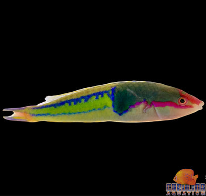 Wrasse - Pencil Royal