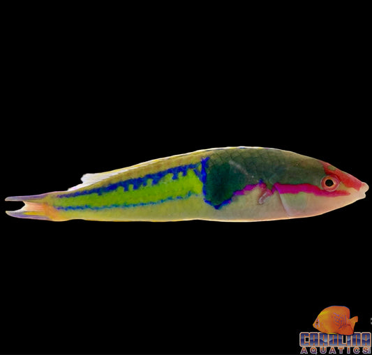 Wrasse - Pencil Royal