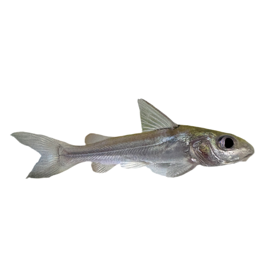Catfish - Aluminum Med
