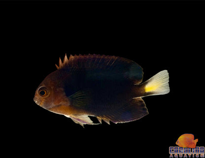 Angel - Pygmy (Pacific)