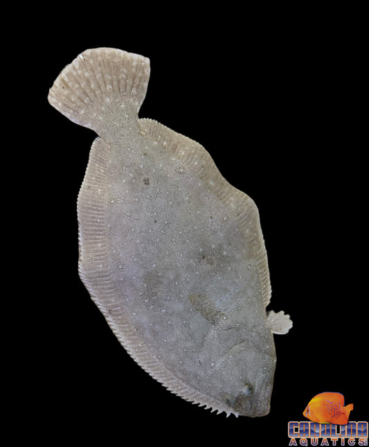 Flounder - Gulf XL