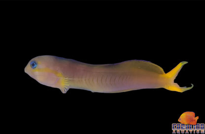 Blenny - Midas Golden