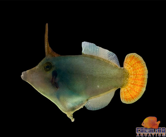 Filefish - Redtail