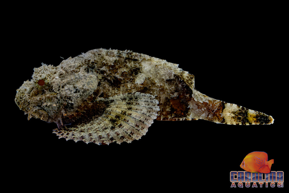 Scorpionfish - Spotted Jumbo