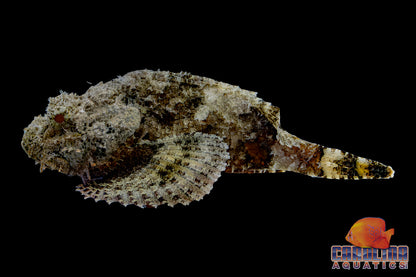 Scorpionfish - Spotted Jumbo