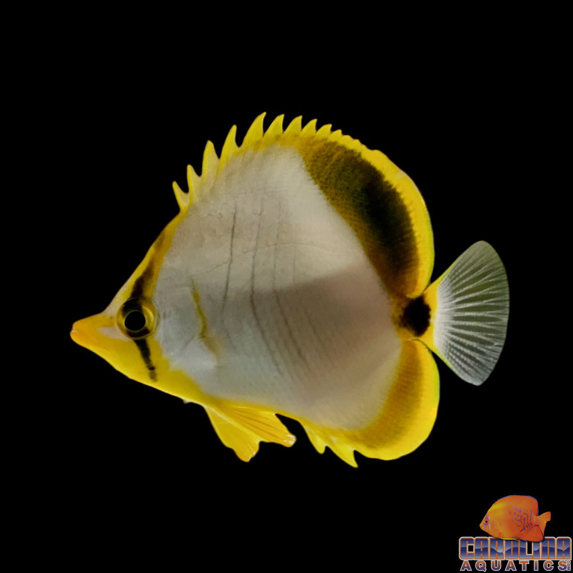 Butterfly - Golden Head Sm